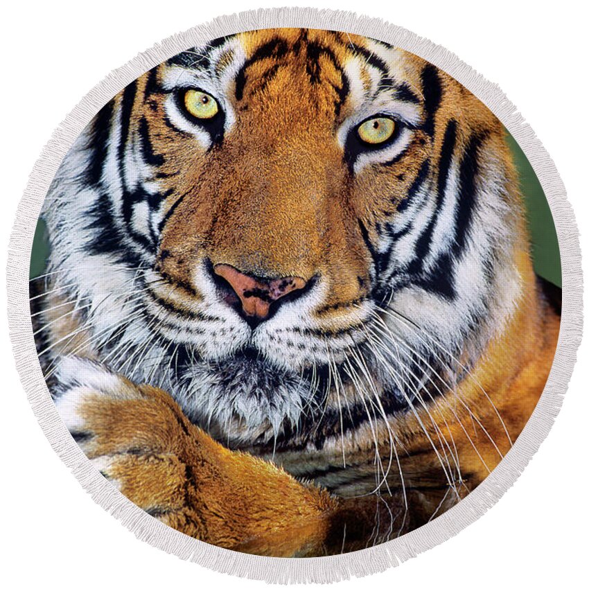 Bengal Tiger Round Beach Towel featuring the photograph Bengal Tiger Portrait Endangered Species Wildlife Rescue by Dave Welling