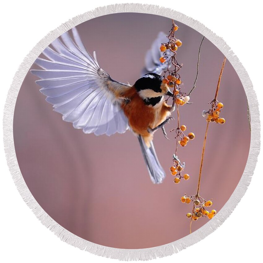 Cute Round Beach Towel featuring the photograph Bird eating on the fly by Top Wallpapers