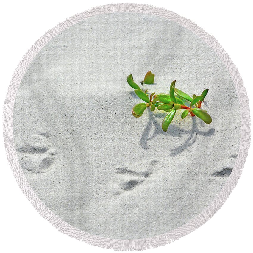 Bird Tracks Round Beach Towel featuring the photograph Bird Tracks and Plant by Jerry Griffin