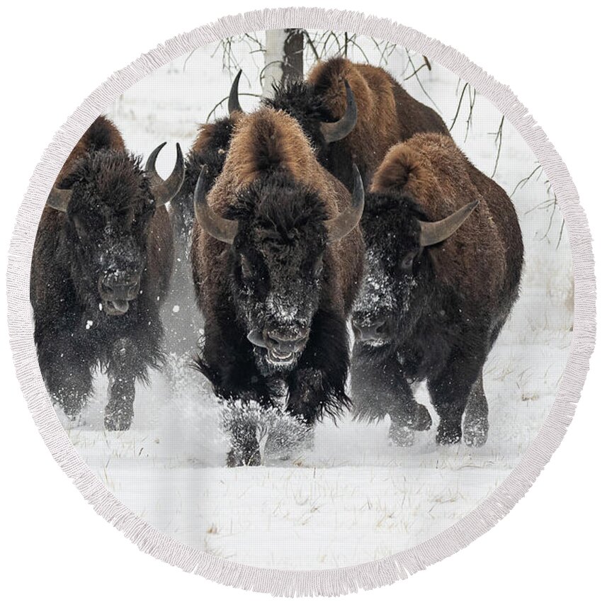 Bison Round Beach Towel featuring the photograph Bison Bulls Run In The Snow by Tony Hake