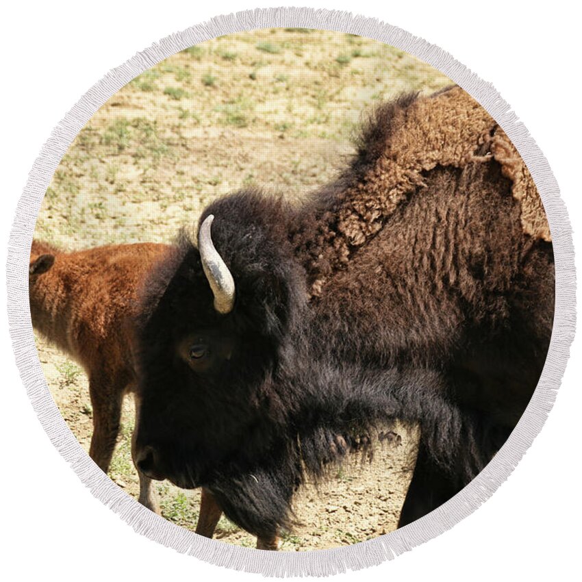 Buffalo Round Beach Towel featuring the photograph Bison in North Dakota by Ryan Crouse