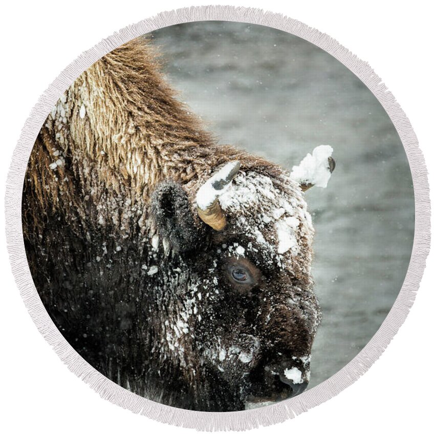  Yellowstone Round Beach Towel featuring the photograph Bison In Snowstorm Close Up by Timothy Hacker