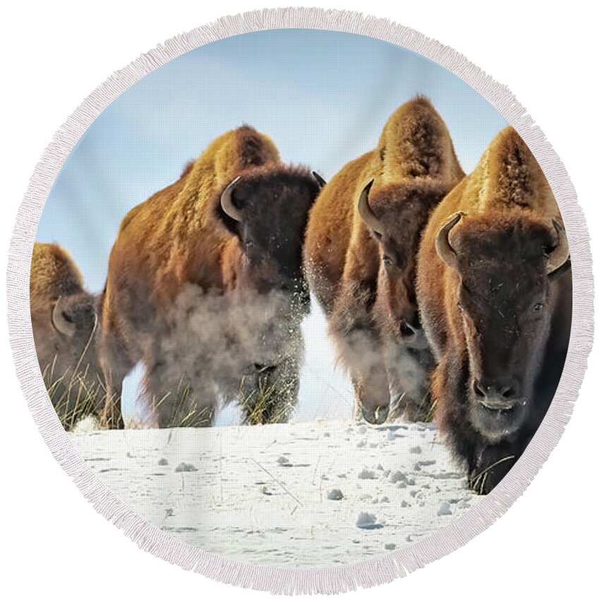 Bison Round Beach Towel featuring the photograph Bison Winter Journey by Jack Bell