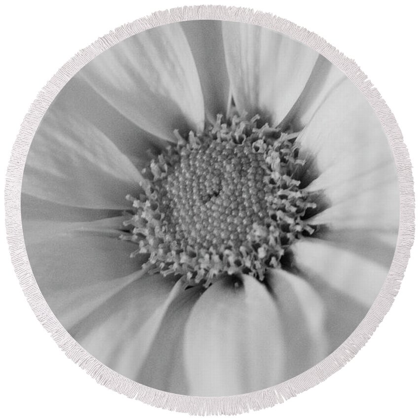 Daisy Round Beach Towel featuring the photograph Black and White Daisy by Laura Smith