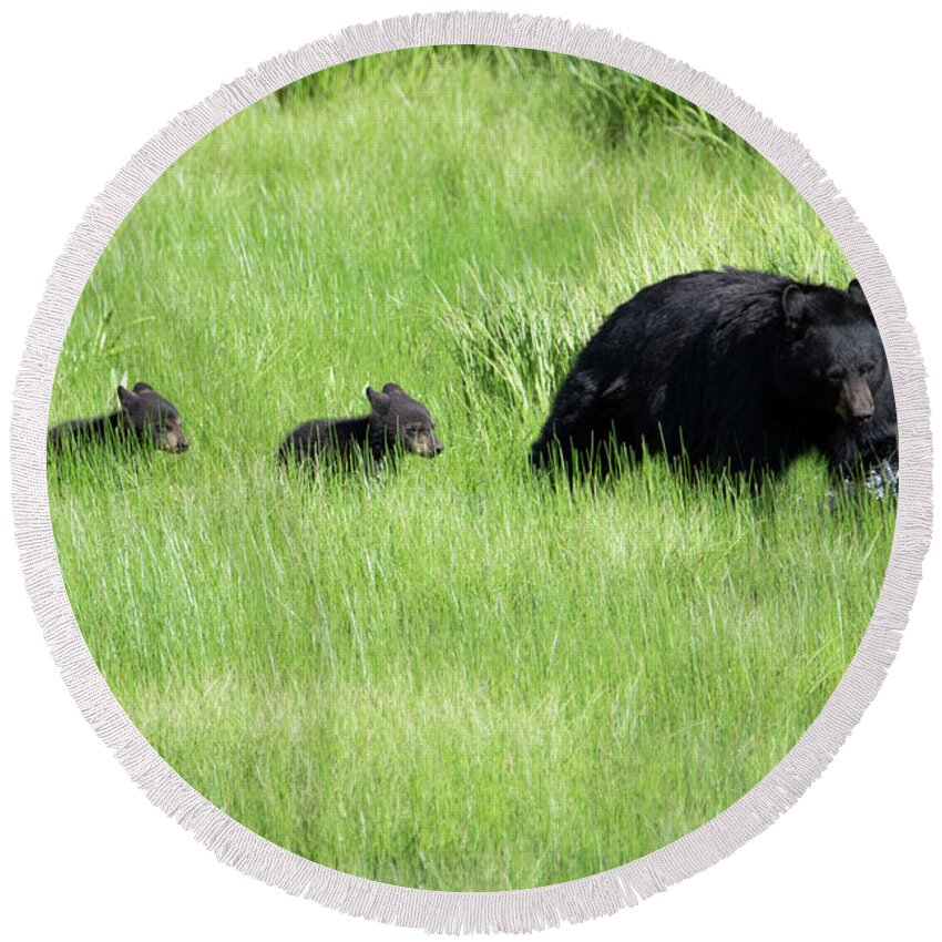 Bear Round Beach Towel featuring the photograph Black Bear and cubs by Patrick Nowotny