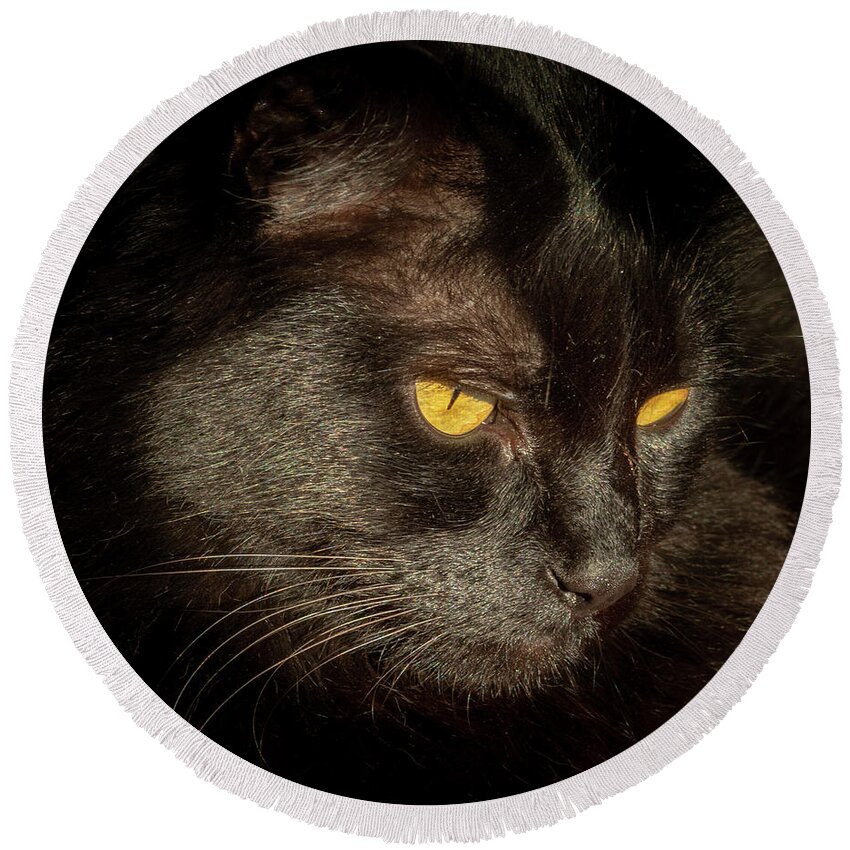 Black Cat Round Beach Towel featuring the photograph Black Cat by Jean Noren