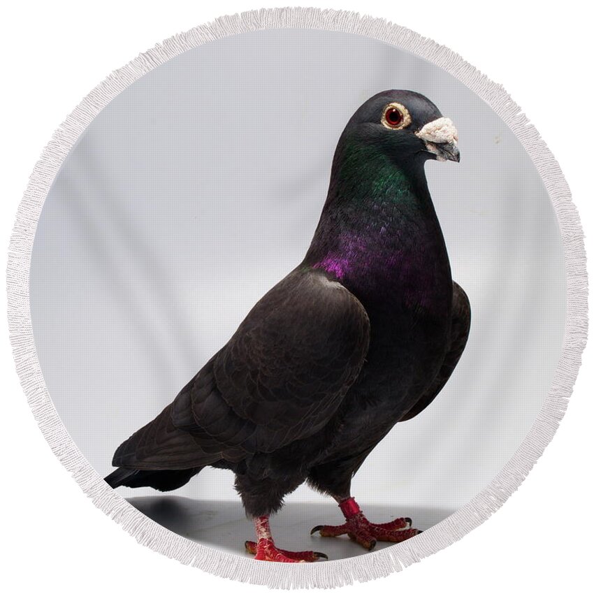 Pigeon Round Beach Towel featuring the photograph Black Exhibition Homer by Nathan Abbott