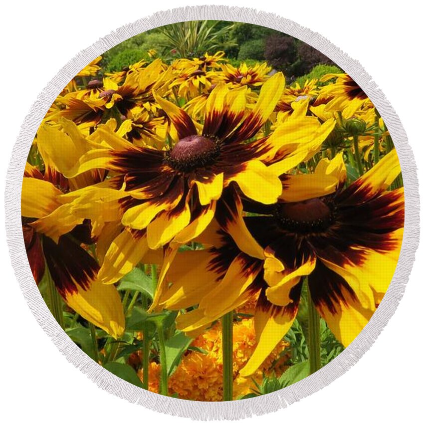 View Round Beach Towel featuring the photograph Black-Eyed Susan In Your Face by Joan Stratton