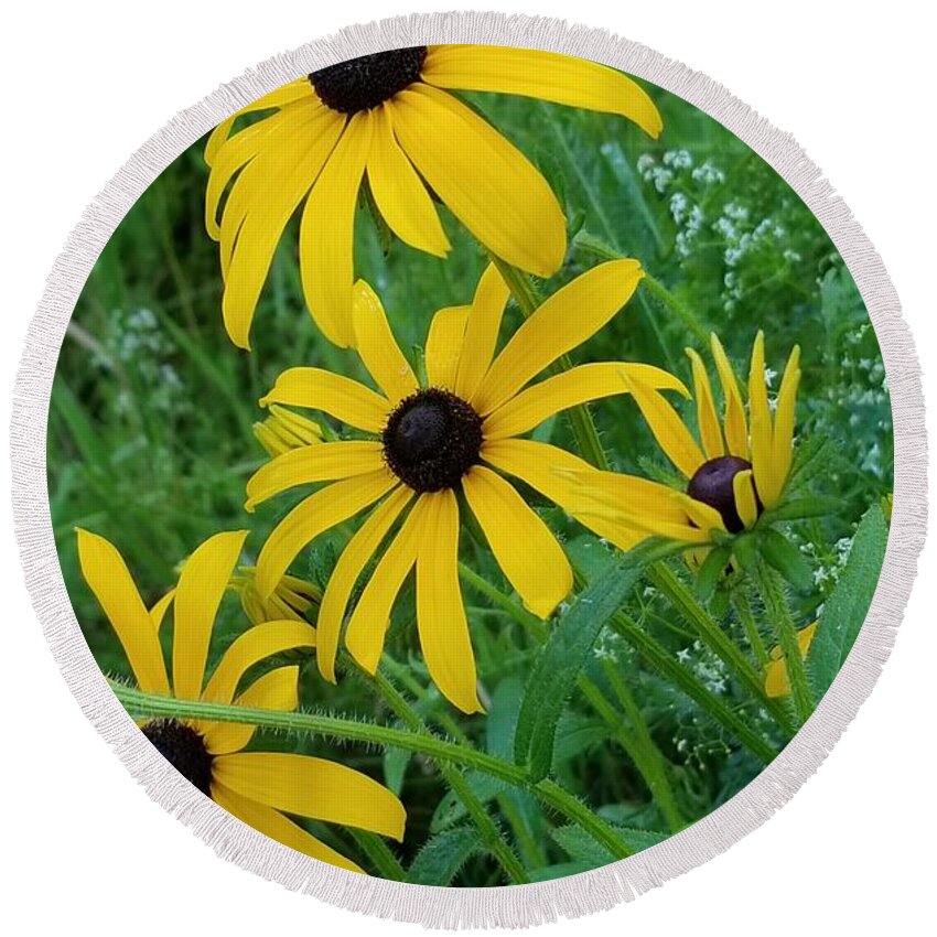 Sea Round Beach Towel featuring the photograph Black Eyed Susans 1 by Michael Graham