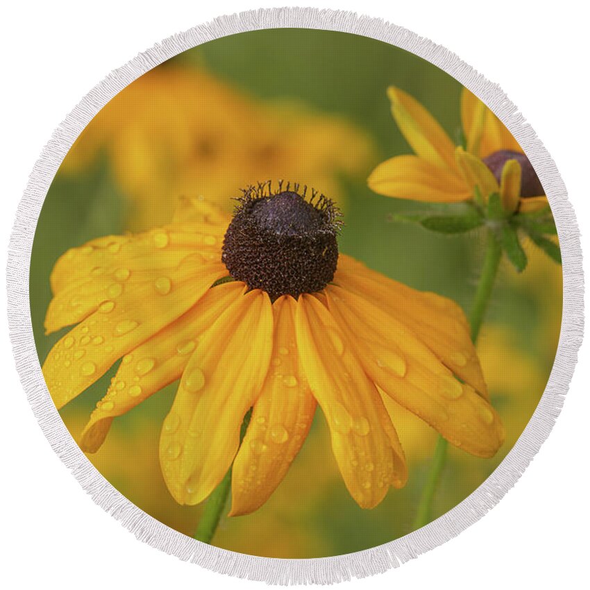 Black-eyed Susans Round Beach Towel featuring the photograph Black-Eyed Susans by Dale Kincaid