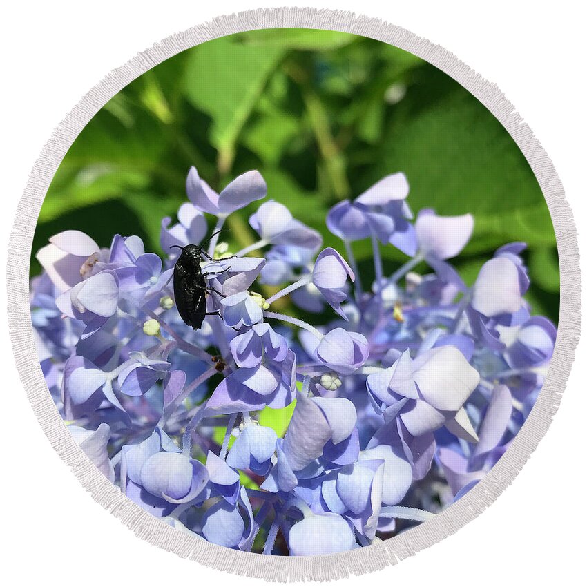 Blister Beetle Round Beach Towel featuring the photograph Blister Beetle on Hydrangea 2 by Amy E Fraser