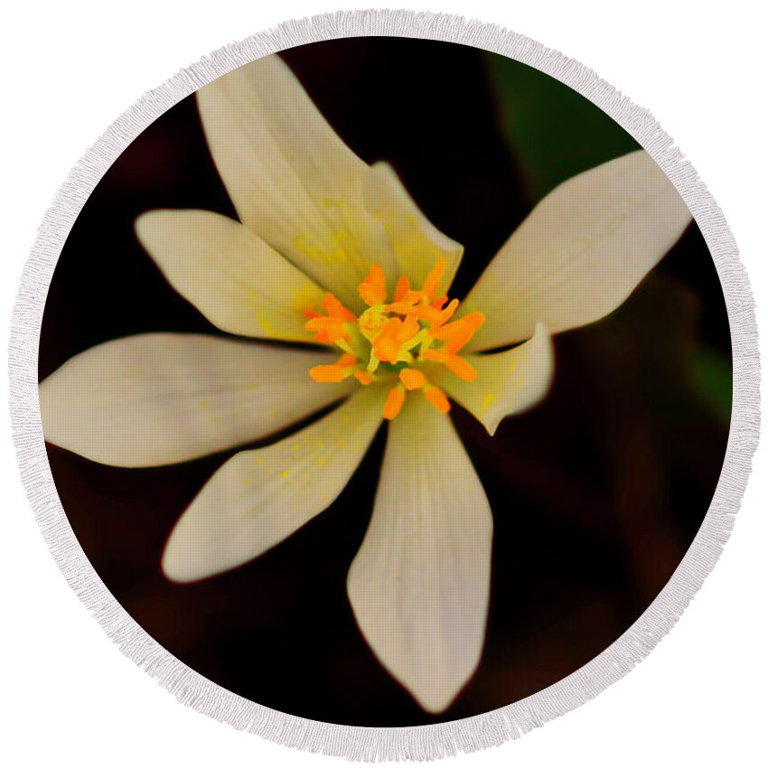 Macro Photography Round Beach Towel featuring the photograph Bloodroot by Meta Gatschenberger