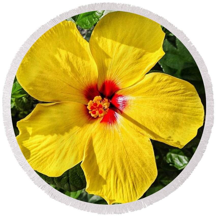 Flower Round Beach Towel featuring the photograph Bloom and Shine by Portia Olaughlin
