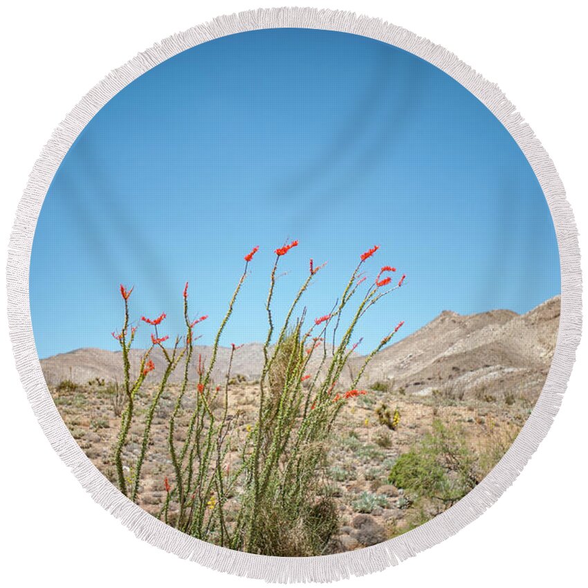 Anza-borrego Desert State Park Round Beach Towel featuring the photograph Blooming Ocotillo by Mark Duehmig