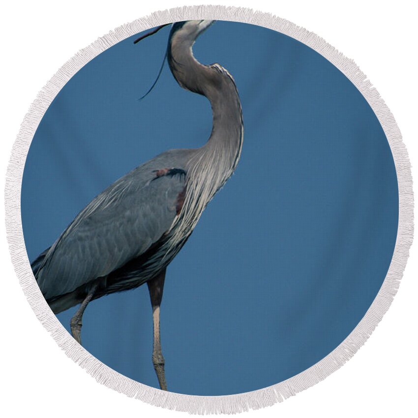 Herons Round Beach Towel featuring the photograph Blue Heron 2011-0322 by Donald Brown