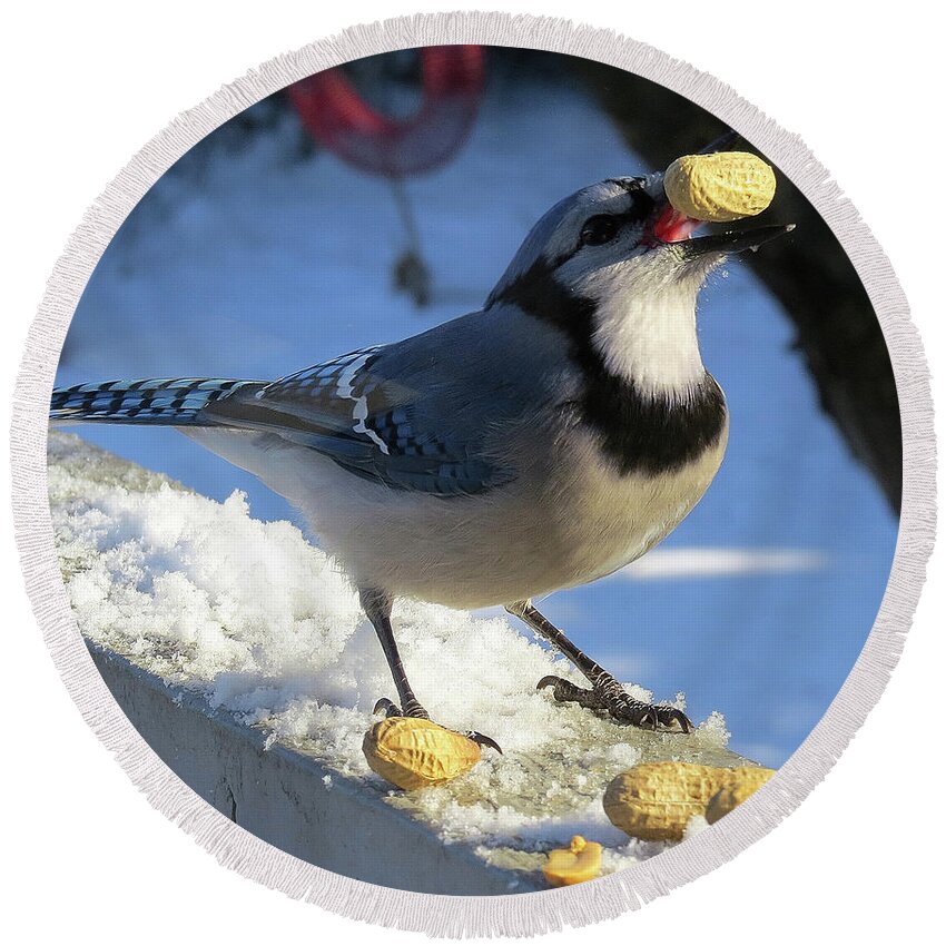 Blue Jay Round Beach Towel featuring the photograph Blue Jay Tossin' One Back on a Snowy Day by Linda Stern