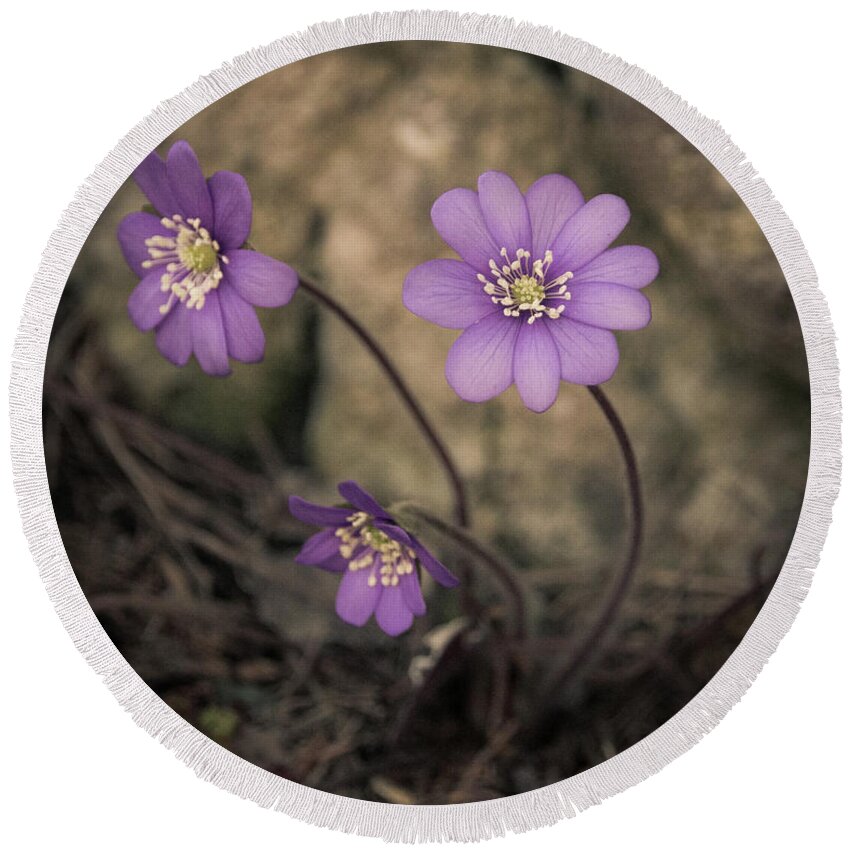 Common Round Beach Towel featuring the photograph Blue violet anemone flower growing in a stone wall by Amanda Mohler