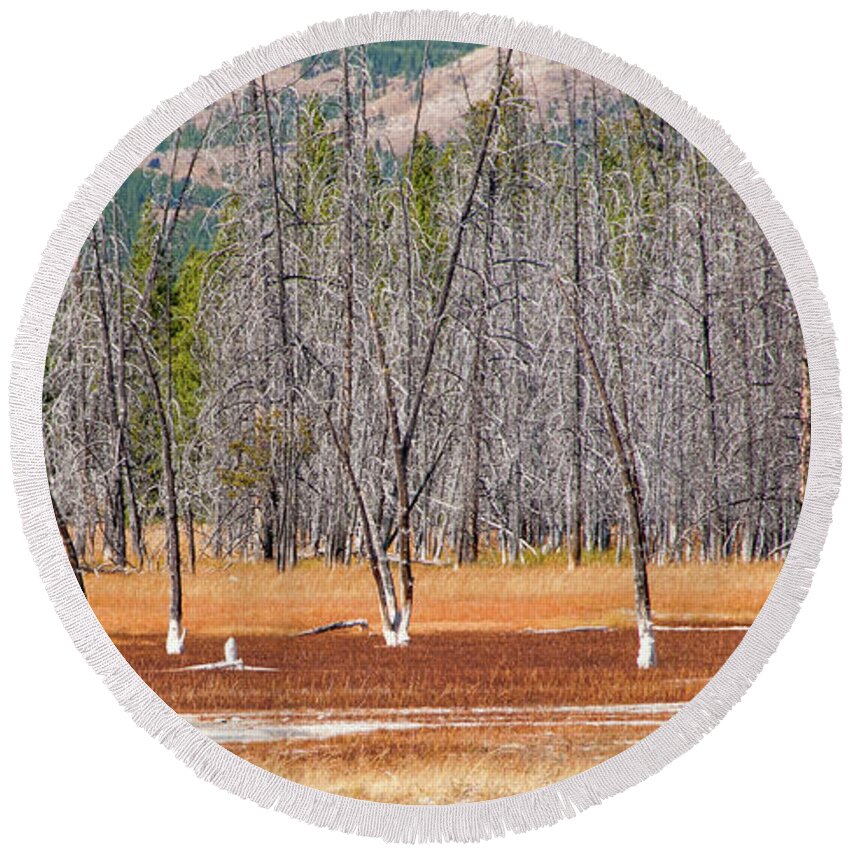 Yellowstone Round Beach Towel featuring the photograph Bobby Socks Trees by Steve Stuller