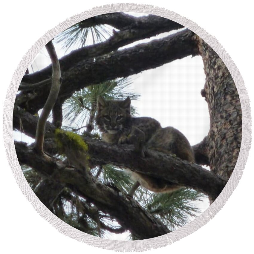 Bobcat Round Beach Towel featuring the photograph Bobcat Cat Bob in a tree by Garrett Butler
