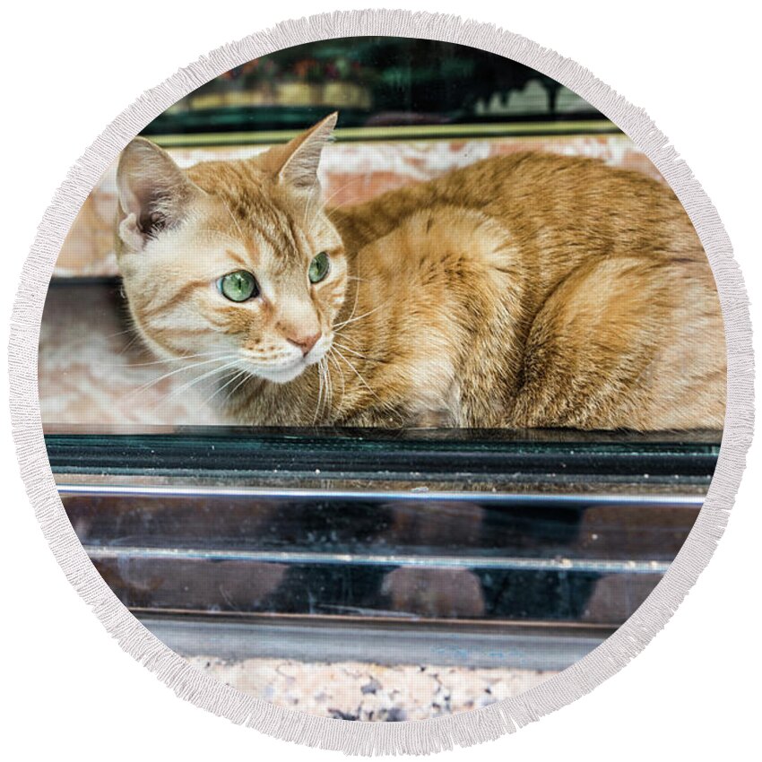 Bronx Round Beach Towel featuring the photograph Bodega Cat by KC Hulsman