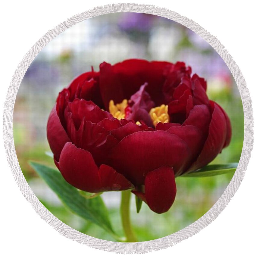 Peony Round Beach Towel featuring the photograph Bold Garnet by Michiale Schneider