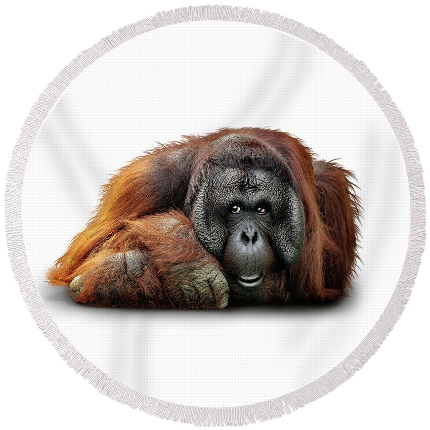 Bornean Round Beach Towel featuring the photograph Bornean Orangutan Named Michael by Good Focused