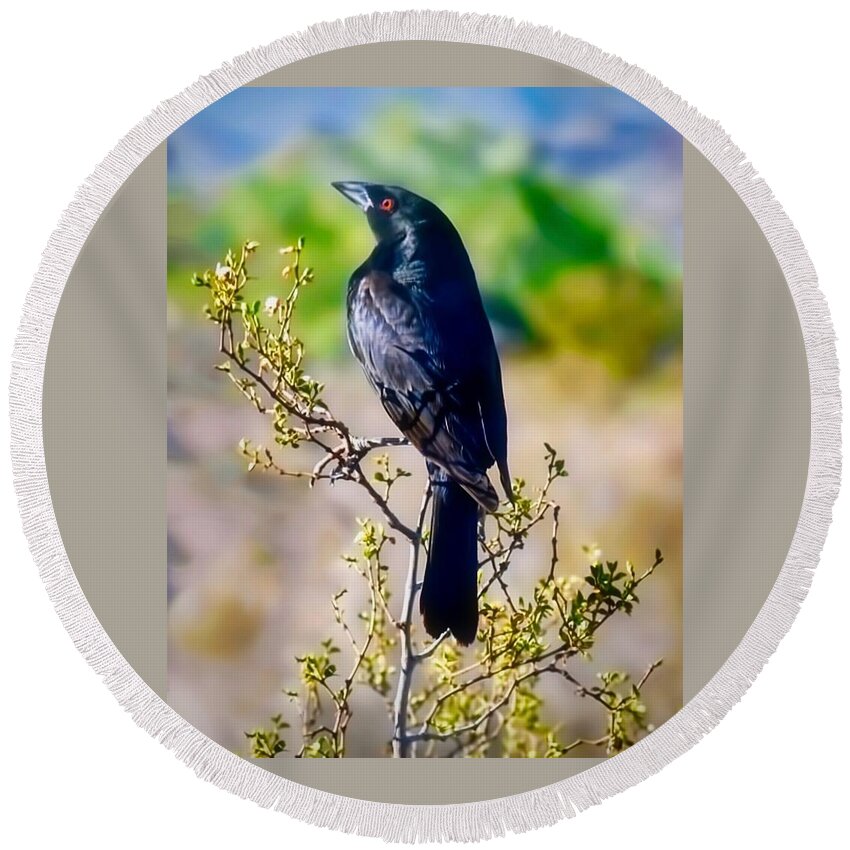 Arizona Round Beach Towel featuring the photograph Bronzed Cowbird on Creosote by Judy Kennedy