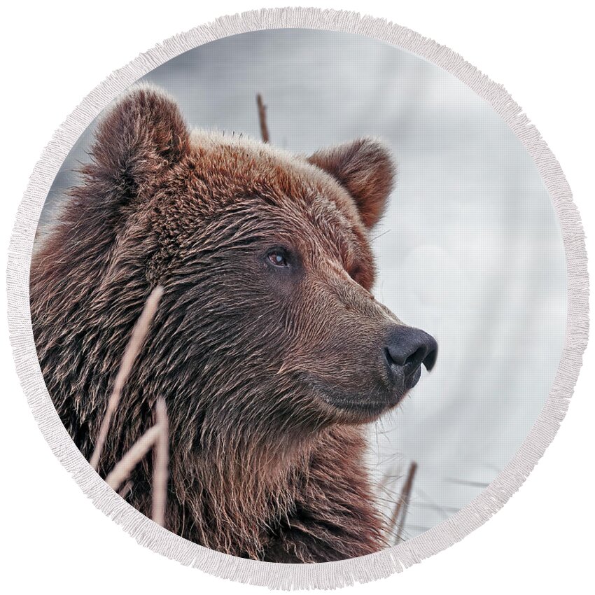 Wild Round Beach Towel featuring the photograph Brown Bear in Deep Thought by Gary Langley
