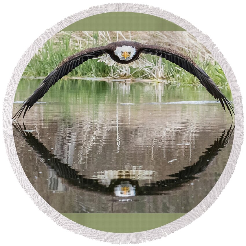 Eagle Round Beach Towel featuring the photograph Bruce the Bald Eagle by Steve Biro