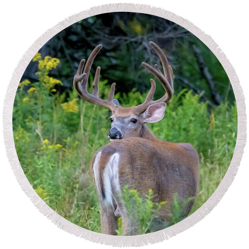Buck Round Beach Towel featuring the photograph Buck at Hunter Cove by Scene by Dewey