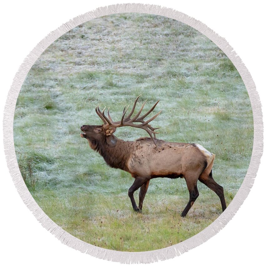 Elk Round Beach Towel featuring the photograph Bugling Bull by Rod Best