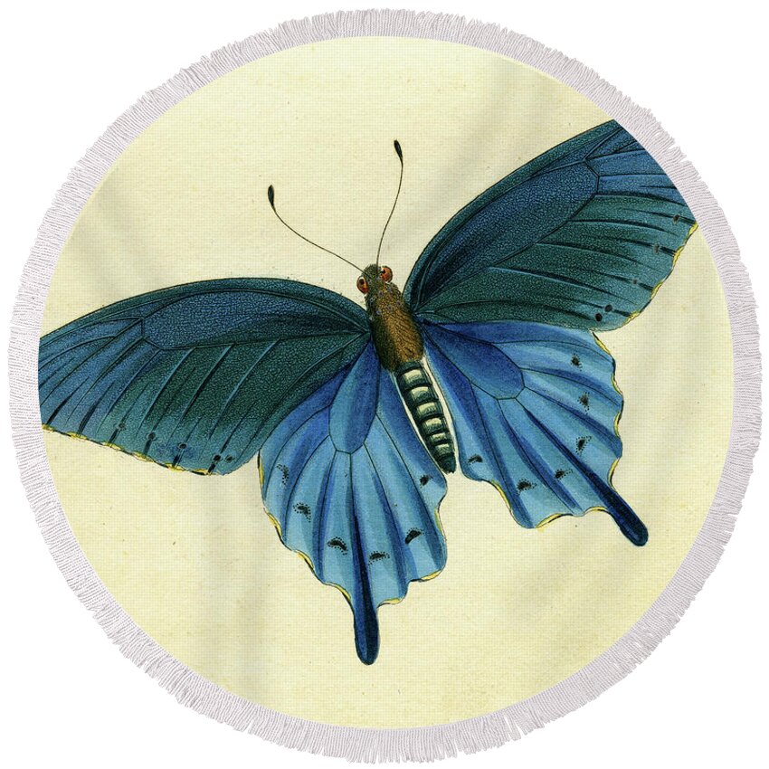 Entomology Round Beach Towel featuring the mixed media Butterflies detail - Papilio philenor by Unknown