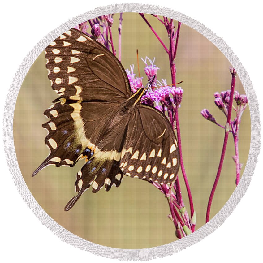 Butterfly Round Beach Towel featuring the photograph Black Swalowtail Butterfly in the Croatan National Forest by Bob Decker