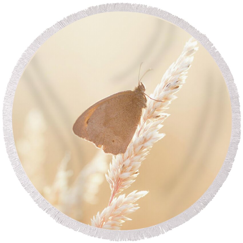 Nature Round Beach Towel featuring the photograph Butterfly resting on grass on a summer's evening by Anita Nicholson
