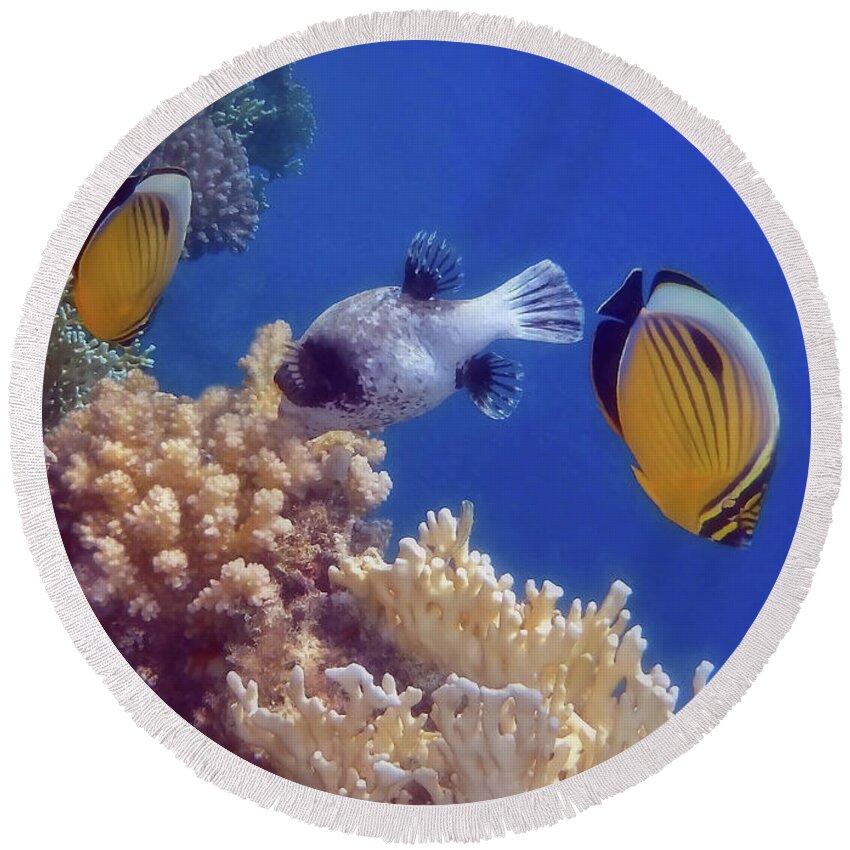 Underwater Round Beach Towel featuring the photograph Butterflyfish And Pufferfish Soft Underwater Photography by Johanna Hurmerinta