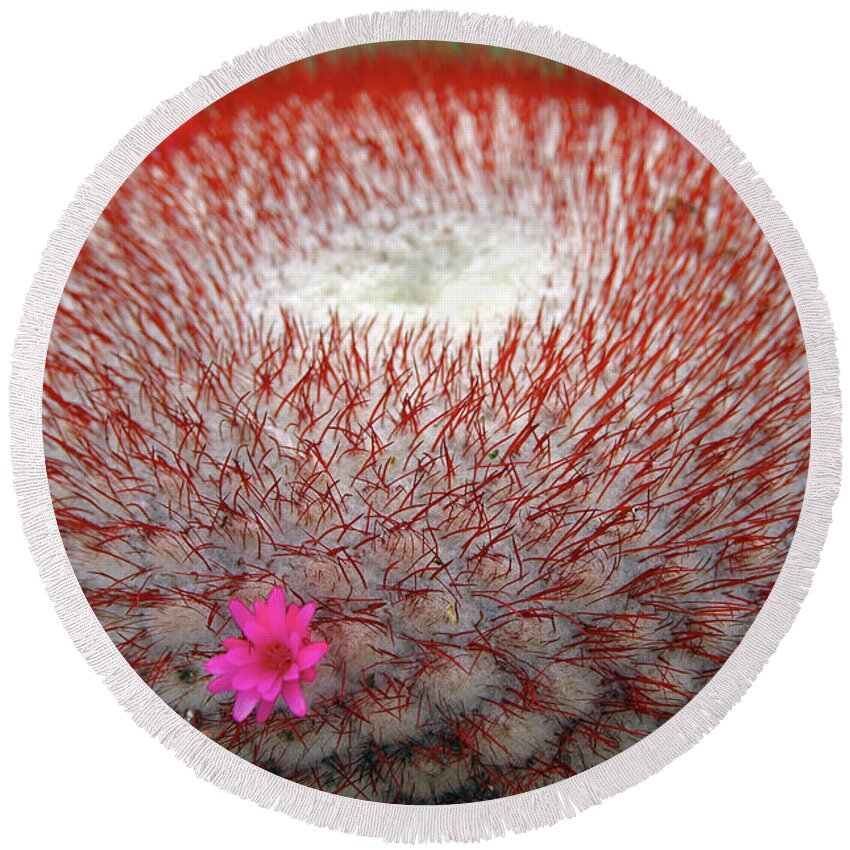 Estock Round Beach Towel featuring the digital art Cactus With Single Flower by Colin Dutton
