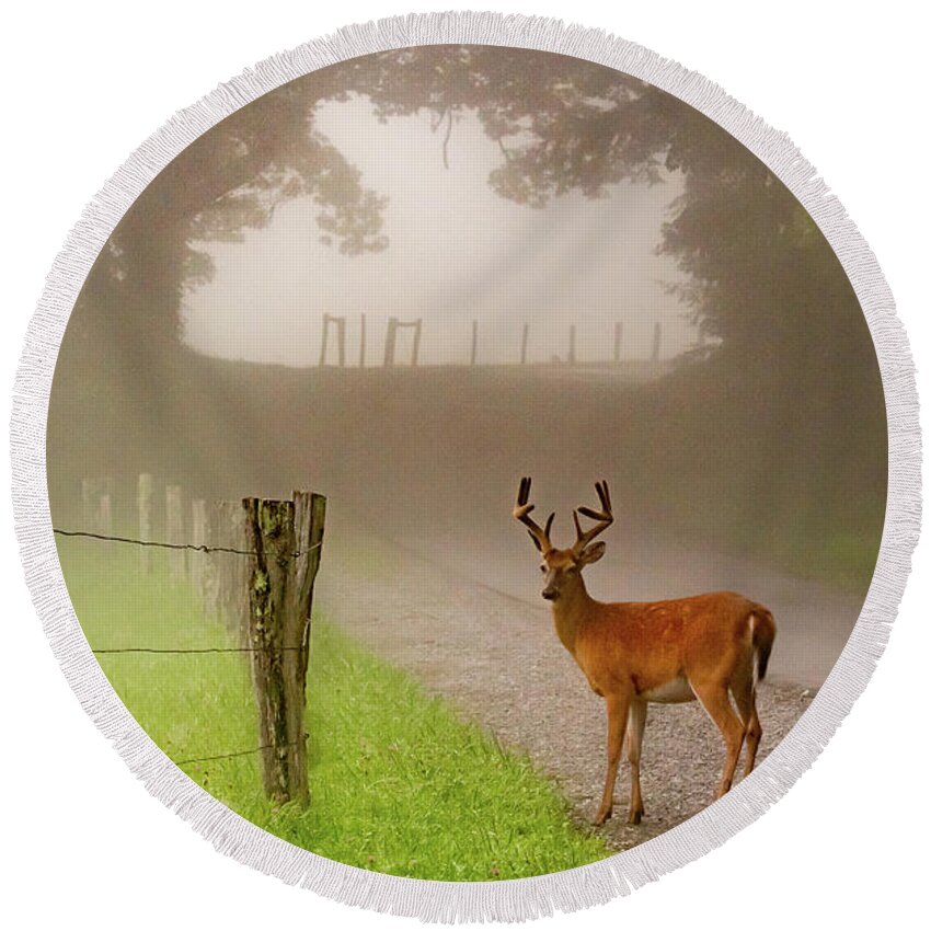 Cades Cove Round Beach Towel featuring the photograph Cades Cove Buck on a Foggy Morning by Marcy Wielfaert