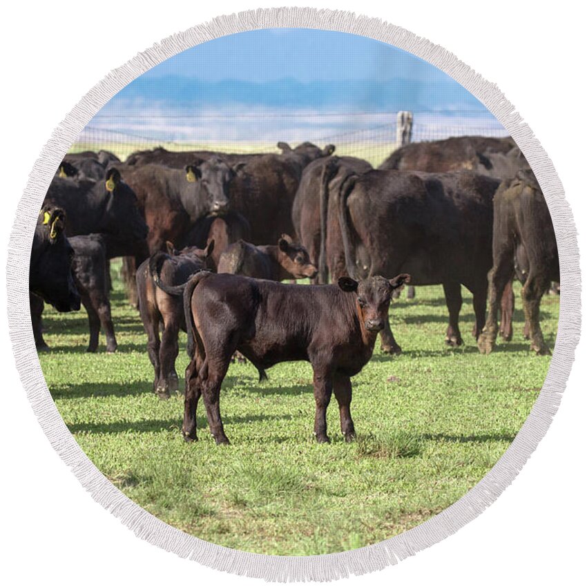 Black Angus Round Beach Towel featuring the photograph Calf in the Middle by Todd Klassy