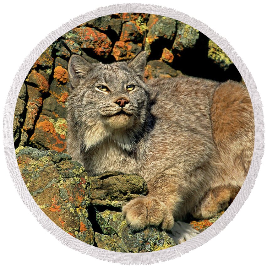Canadian Lynx Round Beach Towel featuring the photograph Canadian Lynx on Lichen-covered Cliff Endangered Species by Dave Welling