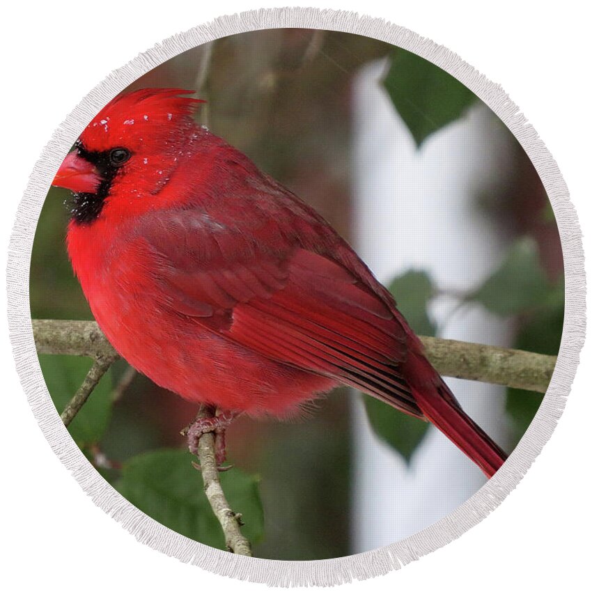 Cardinal Round Beach Towel featuring the photograph Cardinal in Winter by Linda Stern
