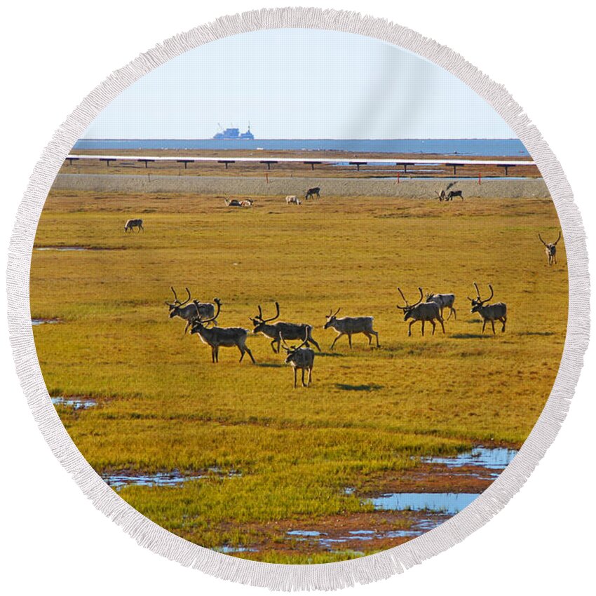 Caribou Round Beach Towel featuring the photograph Caribou Herd on the Tundra by Anthony Jones