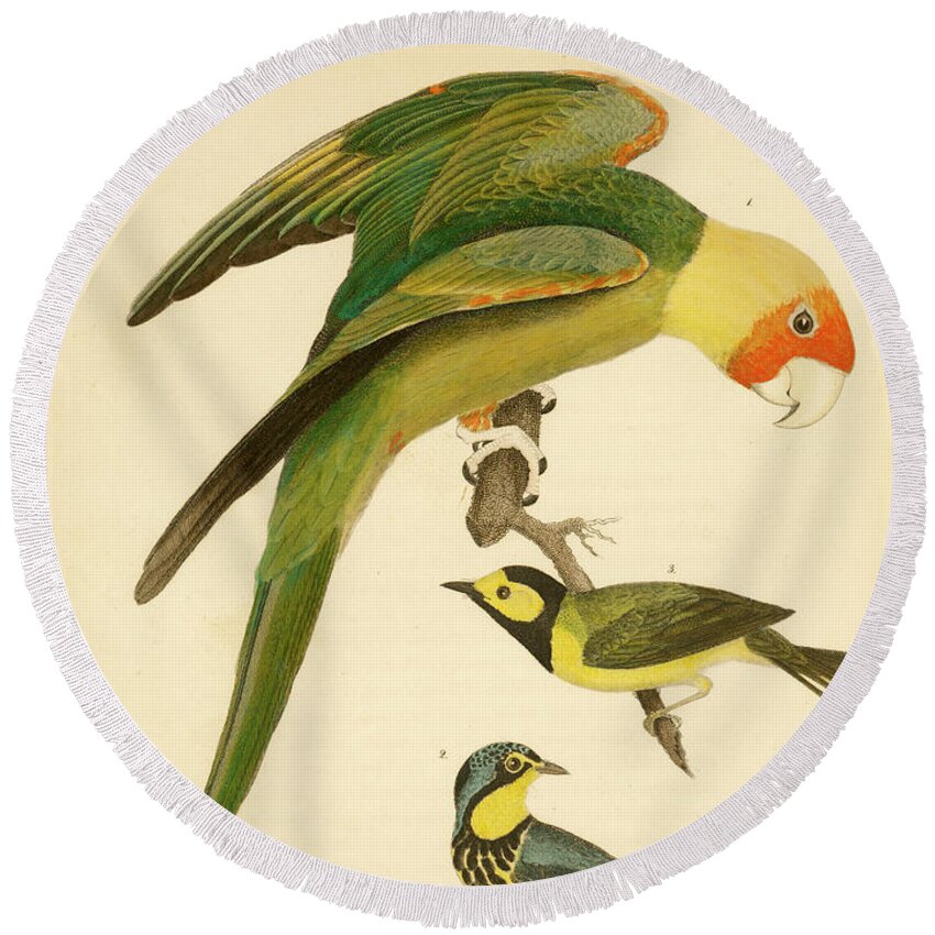 Birds Round Beach Towel featuring the mixed media Carolina Parrot by Alexander Wilson