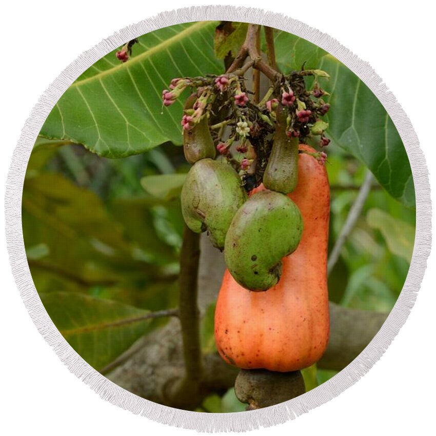 Cashew Round Beach Towel featuring the photograph Cashew Apple and nuts by Bradford Martin
