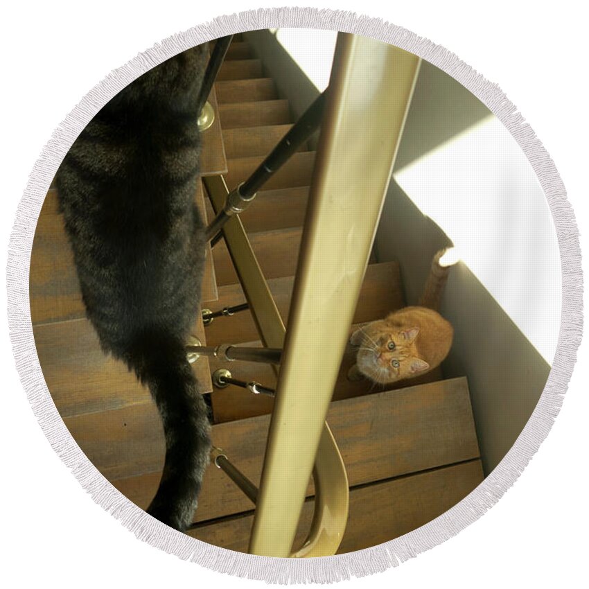 2 Cats Round Beach Towel featuring the photograph Cats On The Stairs by Inge Elewaut