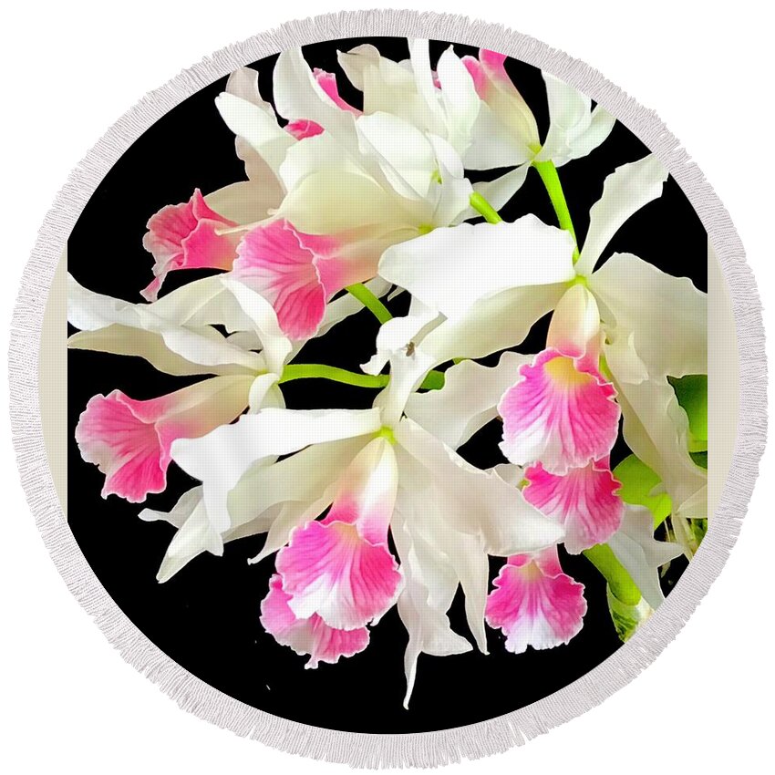 #flowersofaloha #cattleyaorchidsinpink #aloha #flowers #orchids #hiloorchidshow #pink Round Beach Towel featuring the photograph Cattleya Aloha in Pink by Joalene Young