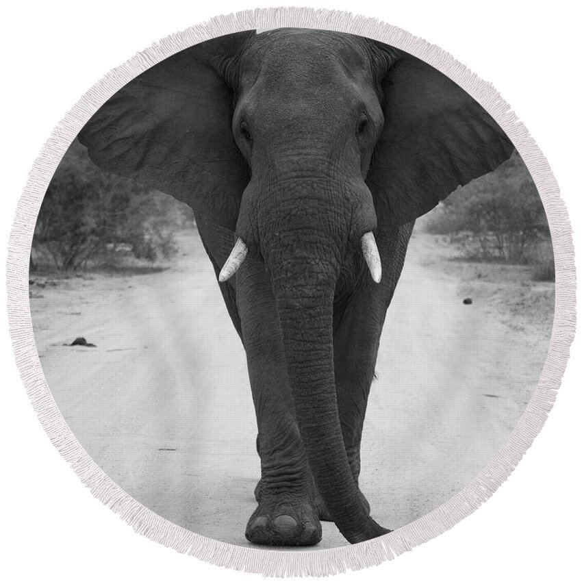 Elephant Round Beach Towel featuring the photograph Charging Elephant by Patrick Nowotny