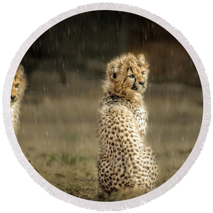 Animals Round Beach Towel featuring the photograph Cheetah Cubs and Rain 0168 by Donald Brown