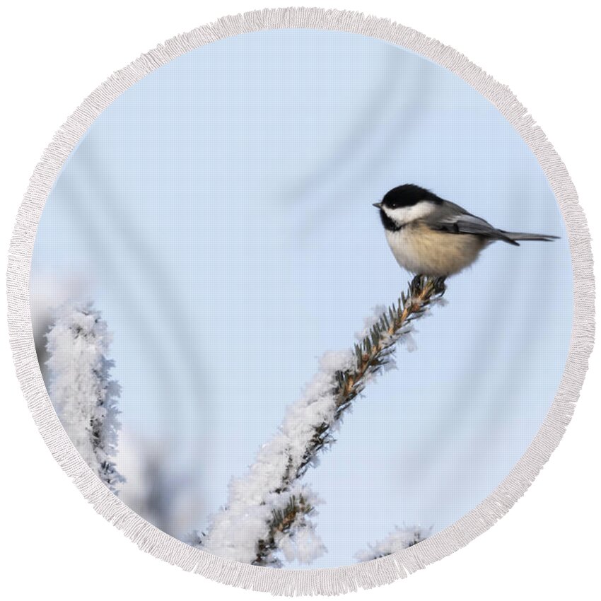 Black-capped Chickadee Round Beach Towel featuring the photograph Chickadee 2018-1 by Thomas Young