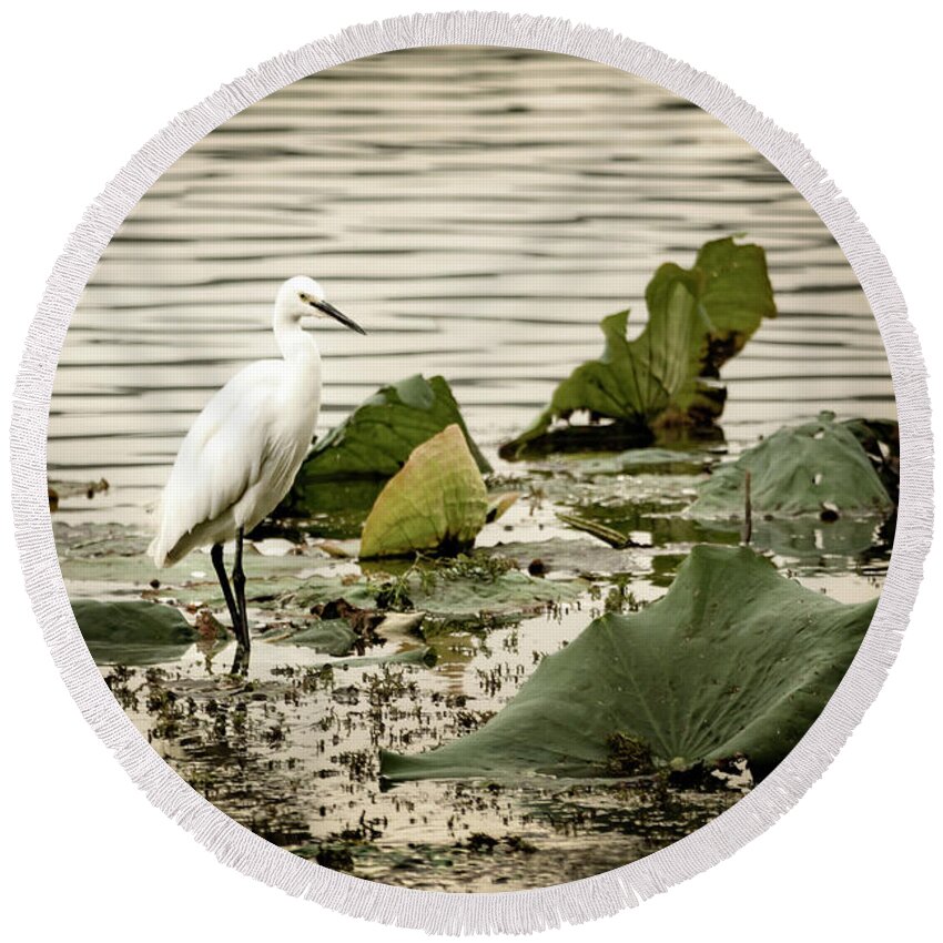 China Round Beach Towel featuring the photograph Chinese Egret by Kathryn McBride