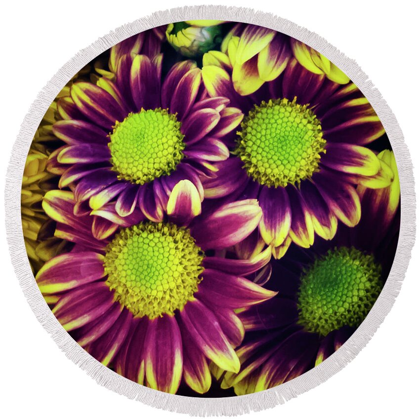 Flowers Round Beach Towel featuring the photograph Chrisantemum by Silvia Marcoschamer